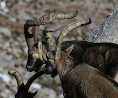 Los furtivos reaparecen y cargan de nuevo contra las cabras de la sierra de Gredos